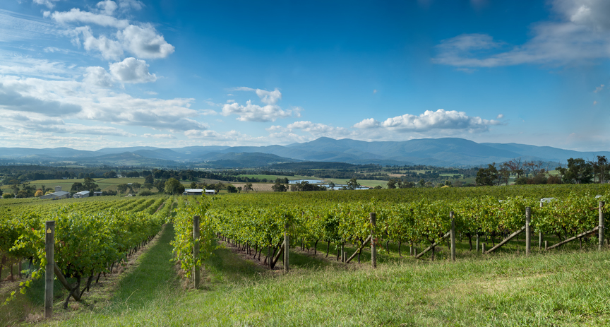 View of vine in the Yarra Valley, near Melbourne, Australia